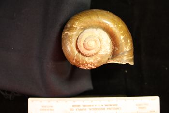 Media type: image; Malacology 258085